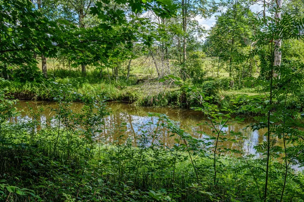 ormanda küçük nehir yakınındaki ormanda doğal turist izi
