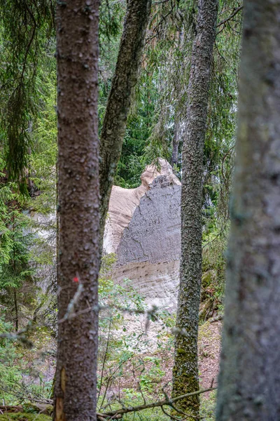 Mur de tronc d'arbre dans la forêt verte en été — Photo