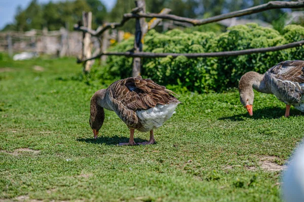 Kraj gęś i kaczki chodzenie w ogrodzie — Zdjęcie stockowe