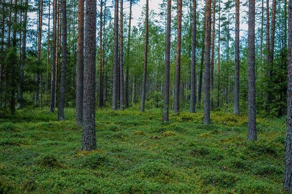 Сосновый лес с стволами деревьев — стоковое фото