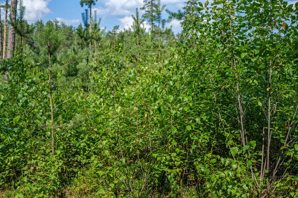 Зеленая листва с размытым фоном в лесной природе — стоковое фото