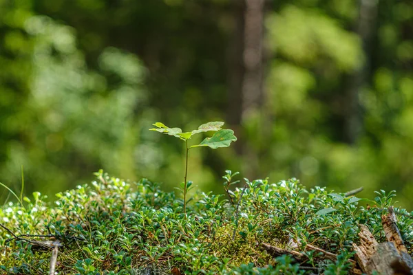 森林自然环境中背景模糊的绿叶 — 图库照片