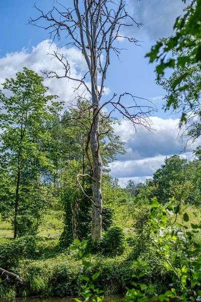Кучка старых сухих деревянных бревен и ветвей в зеленом лесу — стоковое фото