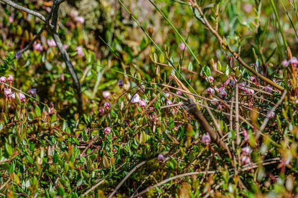 Trawa i liść tekstury w lecie Zielona natura — Zdjęcie stockowe