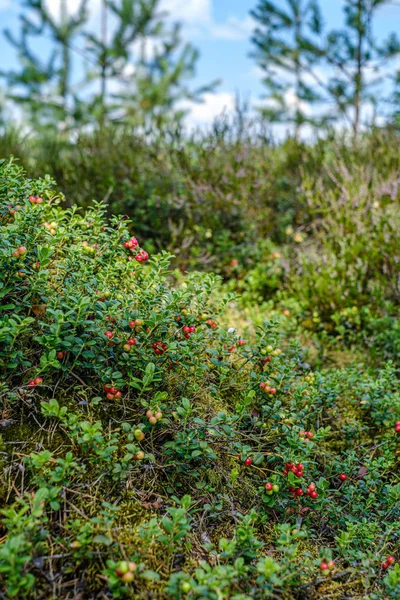 Mirtilli rossi di mirtilli rossi su muschio verde nella foresta vicino all'albero secco — Foto Stock