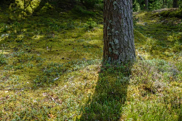 Сосновый лес с стволами деревьев и гравийной дорогой — стоковое фото