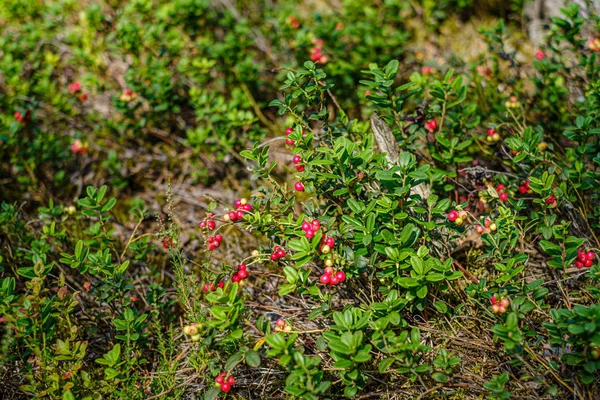 Mirtilos de mirtilo no musgo verde na floresta perto da árvore seca — Fotografia de Stock