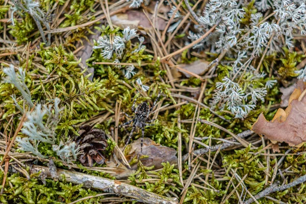 Follaje verde con fondo borroso en el entorno natural del bosque —  Fotos de Stock