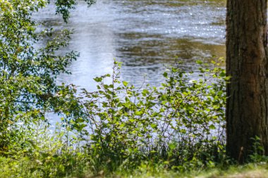 yaz aylarında nehir yakınındaki ormanda rekreasyon alanı