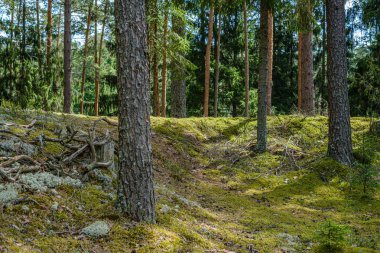 ağaç gövdeleri ile çam ağacı orman