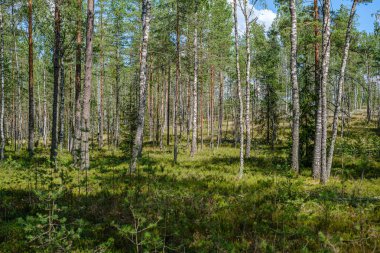 ağaç gövdeleri ile çam ağacı orman