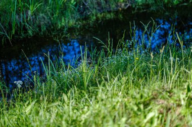 yaz yeşil doğada çim ve yaprak dokusu