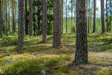 ağaç gövdeleri ile çam ağacı orman