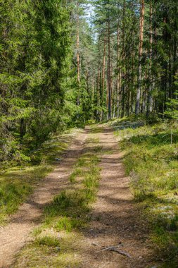 ağaç gövdeleri ve çakıl yol ile çam ağacı orman