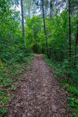 ormanda küçük nehir yakınındaki ormanda doğal turist izi