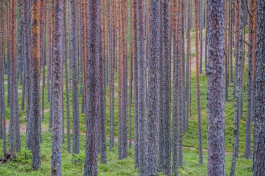 yaz aylarında yeşil ormanda ağaç gövde duvar