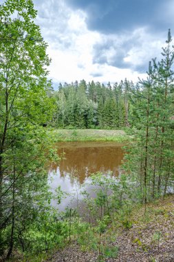 Letonya'da Gauja Nehri, yaz aylarında ağaçların arasından görünümü