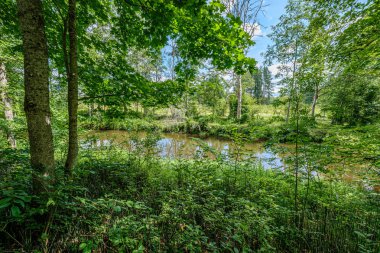 ormanda küçük nehir yakınındaki ormanda doğal turist izi