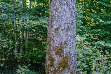 yaz aylarında yeşil ormanda ağaç gövde duvar
