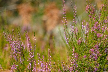 ormanda açan taze genç fundalık