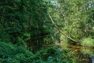ormanda küçük nehir yakınındaki ormanda doğal turist izi
