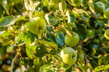 eko bahçe, sebze, soğan, patates ile ülke bahçe bir