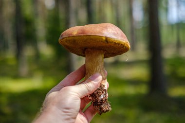 bulanıklık orman arka plan karşı elinde mantar tutan kişi