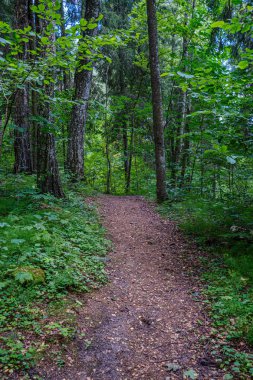 ormanda küçük nehir yakınındaki ormanda doğal turist izi