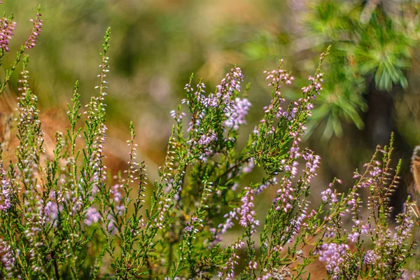 Свежая молодая вереск цветет в лесу — стоковое фото