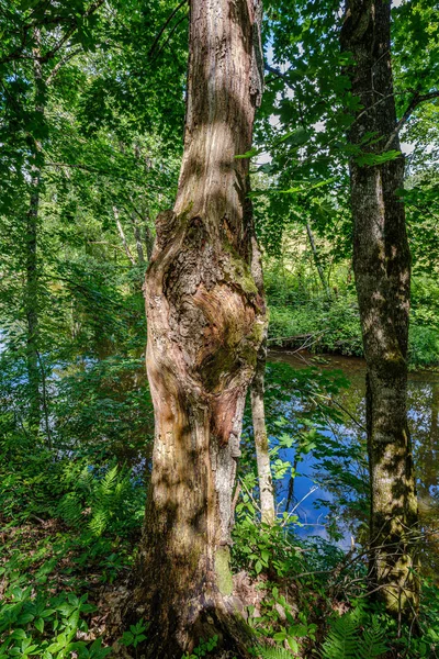 Hög med gamla torra trä stockar och grenar i grön skog — Stockfoto