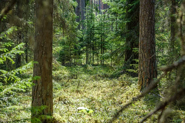Ściana pnia drzewa w zielonym lesie w lecie — Zdjęcie stockowe