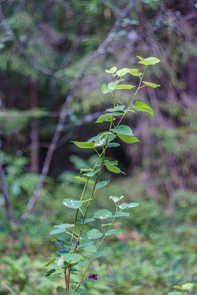 Follaje verde con fondo borroso en el entorno natural del bosque —  Fotos de Stock