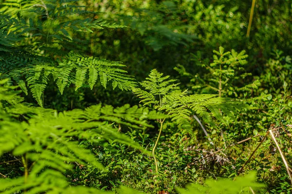 Green fern leaves in sunny forest — Stock Photo, Image