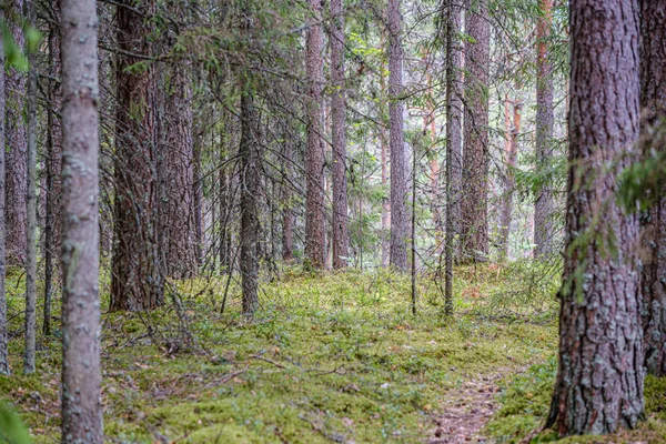 Boomstam muur in het groene bos in de zomer — Stockfoto