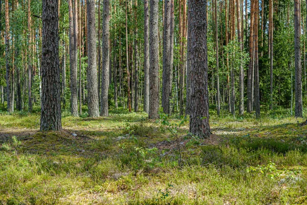 Floresta de pinheiros com troncos de árvores — Fotografia de Stock
