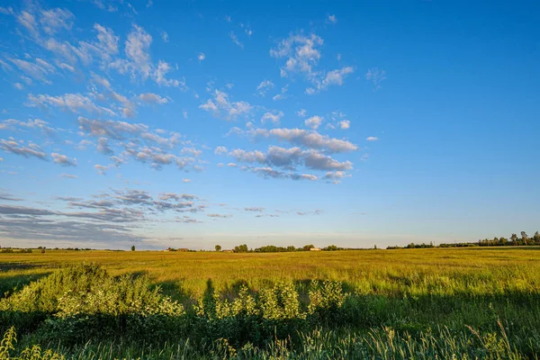 Natural countryside view in summer evening — Stock Photo, Image