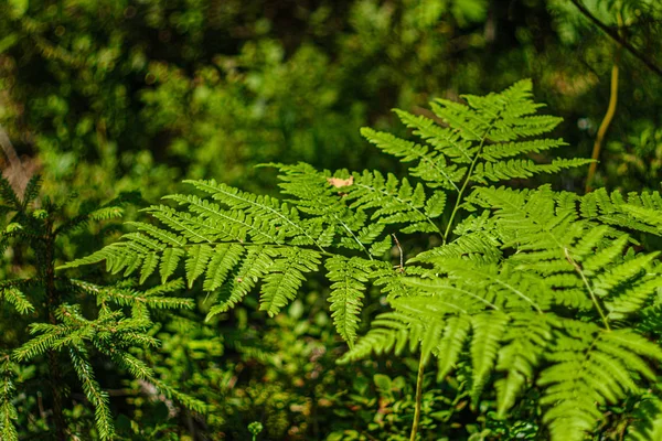 Foglie di felce verde nella foresta soleggiata — Foto Stock