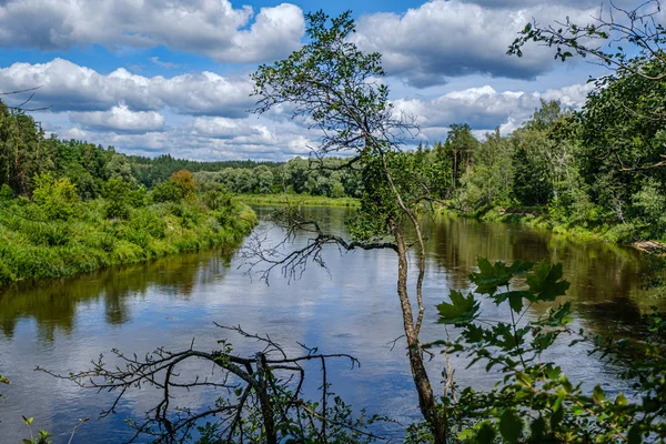 라트비아의 가우자 강, 여름에 나무를 통해 보기 — 스톡 사진