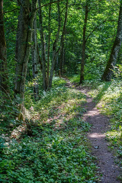 Trilha turística natural na floresta perto de pequeno rio na floresta — Fotografia de Stock