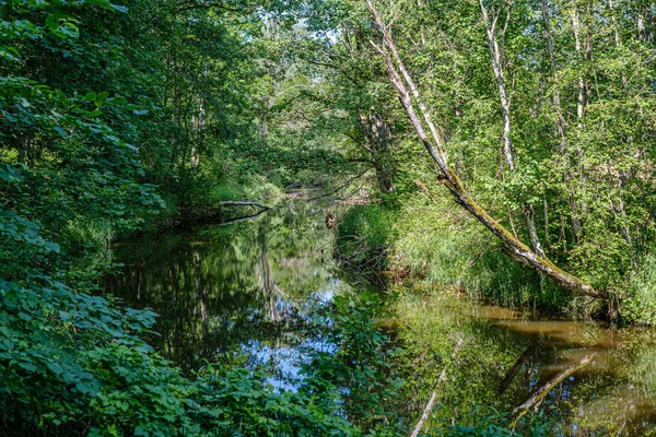 Trilha turística natural na floresta perto de pequeno rio na floresta — Fotografia de Stock