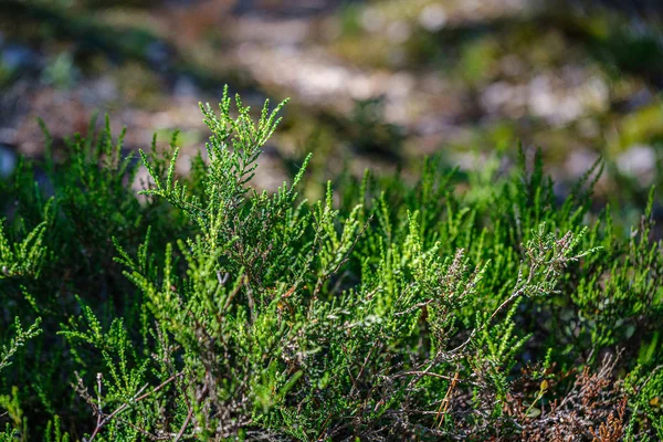 Texture d'herbe et de feuilles en été nature verte — Photo