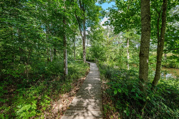 Sentier touristique naturel en forêt près d'une petite rivière dans les bois — Photo