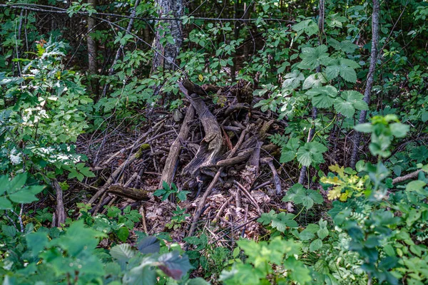 Pile of old dry wooden logs and branches in green forest — Stock Photo, Image