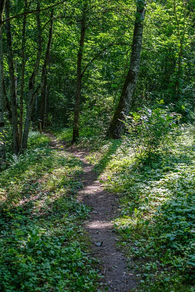 Sentier touristique naturel en forêt près d'une petite rivière dans les bois — Photo