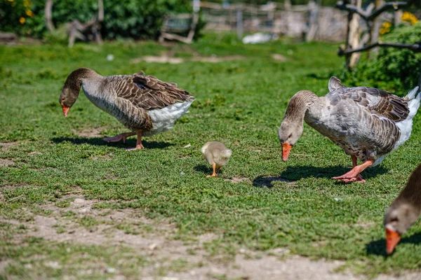 Ganso país e patos andando no jardim — Fotografia de Stock