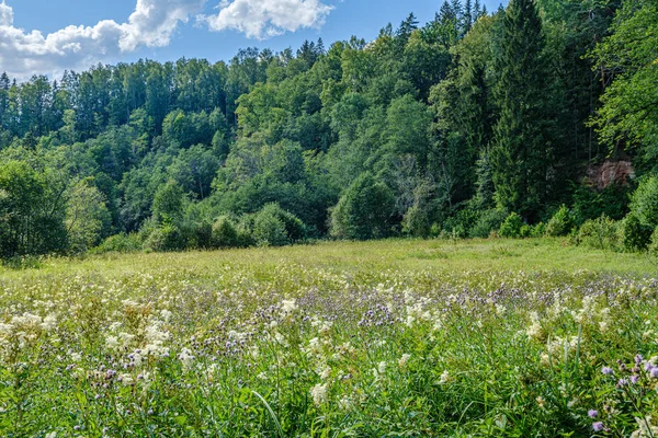 Bos en weide landschap in de zomer blauwe hemel boven — Stockfoto