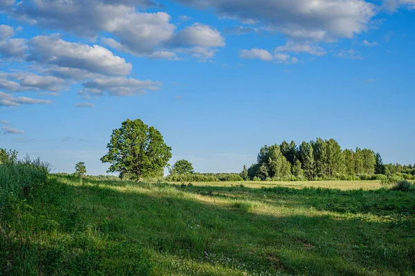 Natural countryside view in summer evening — Stock Photo, Image