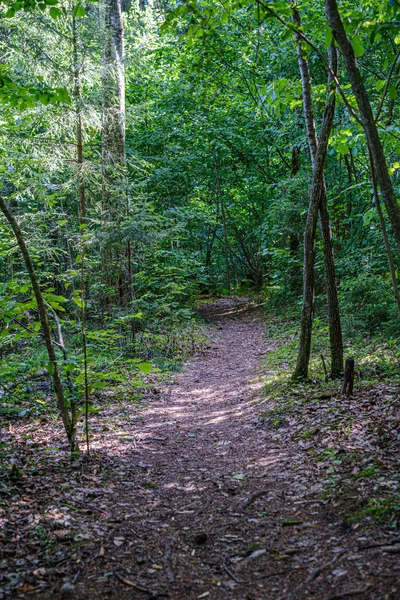 Sentiero turistico naturale nella foresta vicino al piccolo fiume nel bosco — Foto Stock