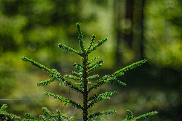 Grön lövverk med oskärpa bakgrund i Forest Natural Environment — Stockfoto