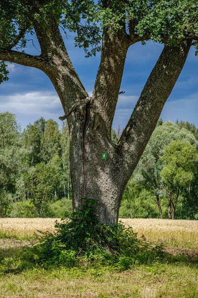 Parete tronco d'albero nella foresta verde in estate — Foto Stock